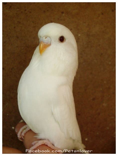 White Budgie Pets Lover Budgies White Budgie Budgies Bird