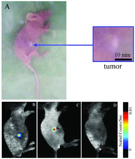 Representative Xenograft Tumor Mouse Models Of Hepatocellular