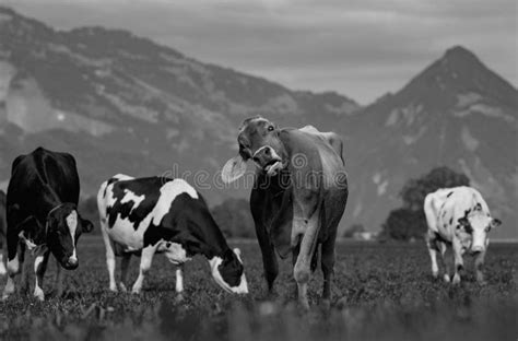 Cow Pasture In Alps Cows In Pasture On Alpine Meadow In Switzerland