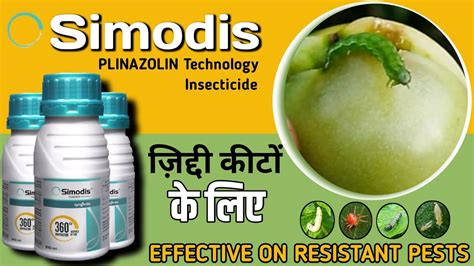 Simodis Syngenta Syngenta Simodis Simodis Insecticide Simodis