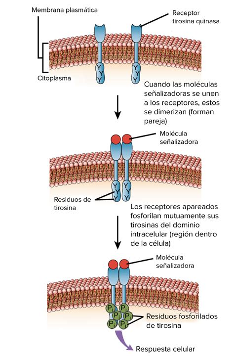 Receptores Farmacológicos