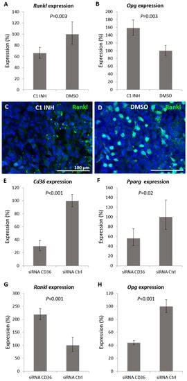 Ijms Free Full Text Caspase 1 Inhibition Impacts The Formation Of