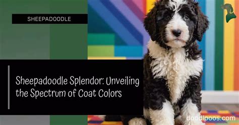 Sheepadoodle Coats Splendor: Unveiling the Spectrum of Coat Colors