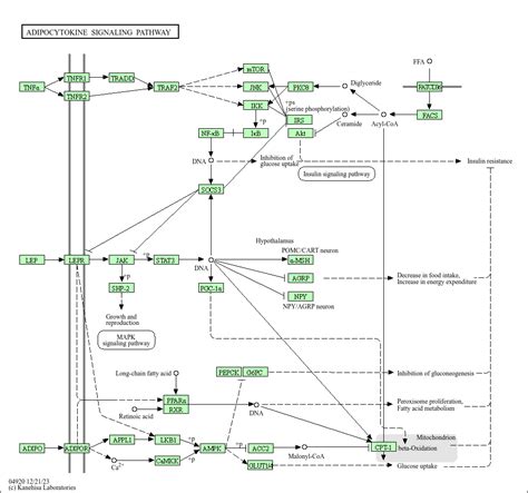 Kegg Pathway Adipocytokine Signaling Pathway Homo Sapiens Human