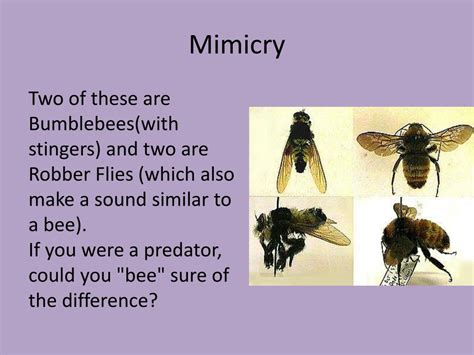 Ppt Mimicry Powerpoint Presentation Free Download Id3096314