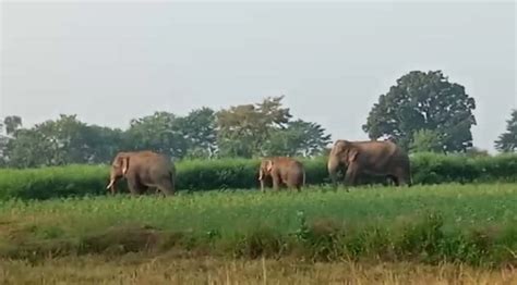 जंगली हाथियों का आतंक एक महिला की मौत ग्रामीणों में दहशत का माहौल