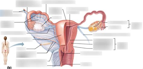 Aandp Posterior View Female Reproductive System Part 1 Diagram Quizlet