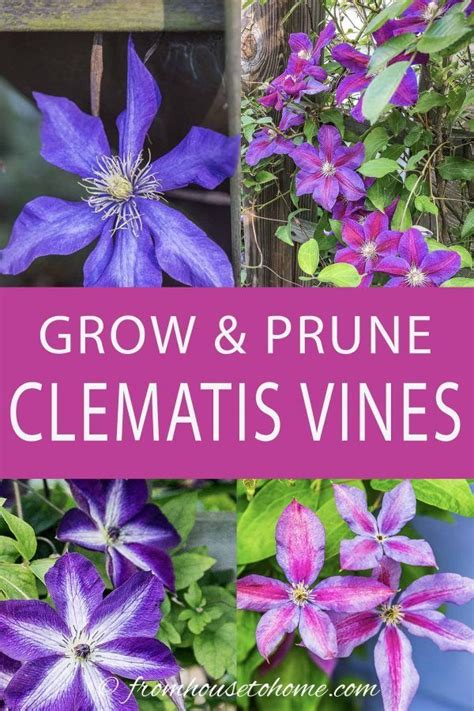 Learn All The Tips And Tricks For How To Grow And Prune Clematis With