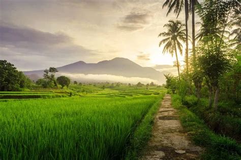 Beauty Rural Nature Green Rice Fields Morning Dew Coconut Trees