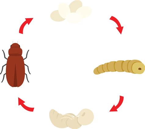 Mealworm Cycle