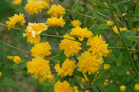 Kerria Japonica Pleniflora