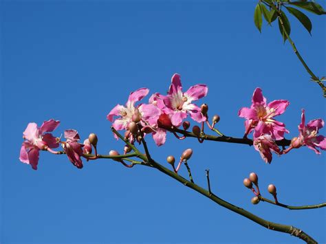 Pink Flower Flowers Free Photo On Pixabay Pixabay