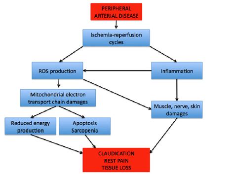 Pathogenesis Of Peripheral Arterial Disease Download Scientific Diagram