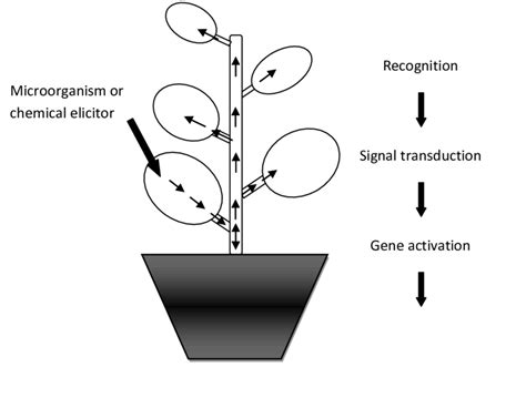 The Process Of Systemic Acquired Resistance Sar The Plant First Download Scientific Diagram