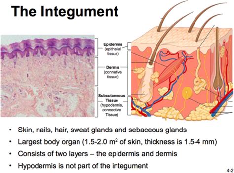 Bio A P Integumentary System Flashcards Quizlet