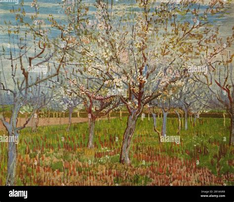 The Orchard 1888 Painting By Vincent Van Gogh Very High Resolution