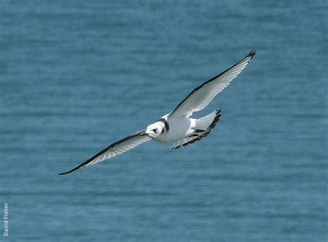 Black-legged Kittiwake | KuwaitBirds.org