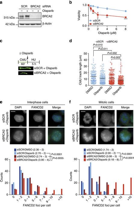 Progression Through Mitosis Promotes Parp Inhibitor Induced