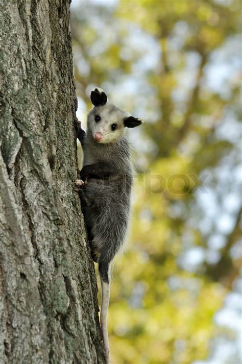 a young opossum climbing on a tree | Stock image | Colourbox