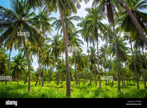 coconut palm trees plantation  thailand stock photo alamy