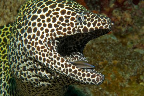 Honeycomb Moray Eel in symbiosis with a Cleaner Wrasse Stock Photo ...