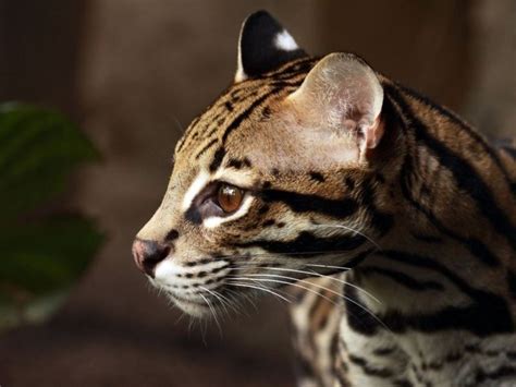 Över 1000 idéer om Ozelot på Pinterest | Snow Leopard, Katzennapf och ...