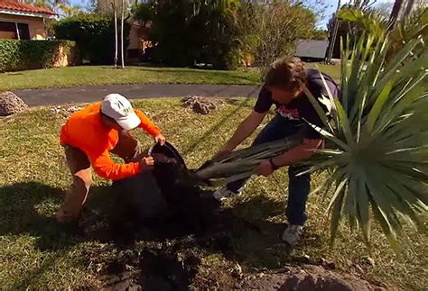 How To Plant A Palm Tree In 10 Easy Steps With Pictures