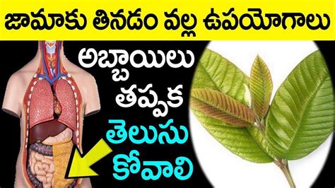 Every Boy Must Watch This Video Benefits Of Guava Leafs Mana Plants