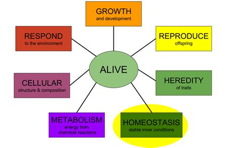 Homeostasis In Ecosystem