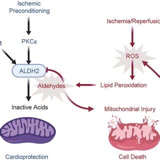 Aldehyde Dehydrogenase Aldh Is Required For The Bioactivation Of