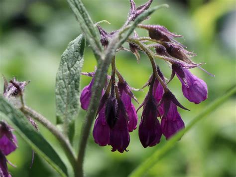 Echter Beinwell Symphytum officinale für Deinen Garten