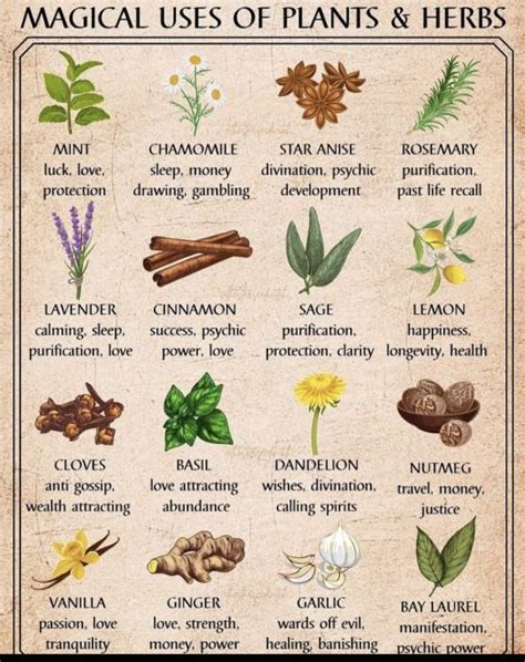 Pin By Pandy Francis On Herbs And Stuff Planting Herbs Magic Herbs