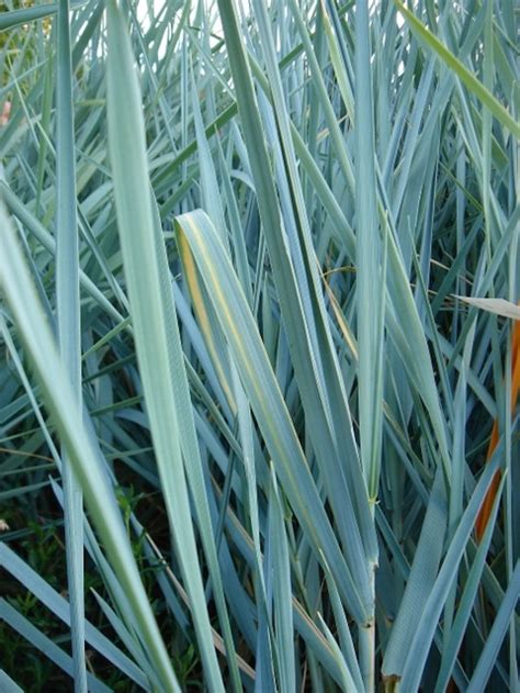 Blue Lyme Grass Leymus Arenarius Elymus Arenarius Canada