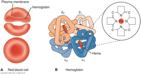 PZ 1515 Ch 14 Disorders Of Red Blood Cells Flashcards Quizlet