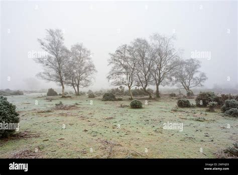 Frozen landscape with freezing fog, mist and trees in the countryside ...