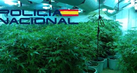 La Polic A Nacional Desmantela En Badajoz Dos Puntos De Cultivo De