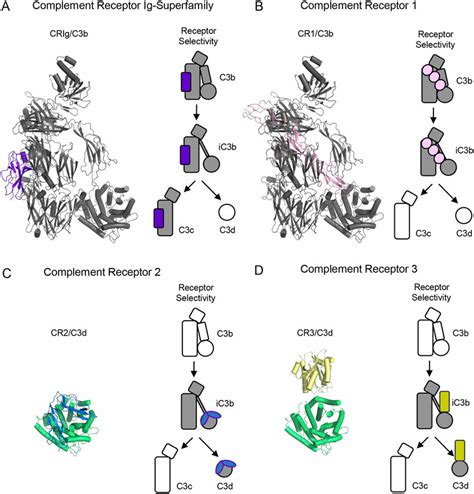 Structural Features Of Complement Receptors That Bind To C3 Derived