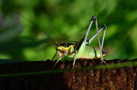 Réf 125747 INSECTA Orthoptera Tettigoniidae Eupholidoptera