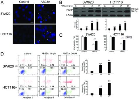 Ab A Induces Apoptosis In Colon Cancer Cells A Sw And Hct