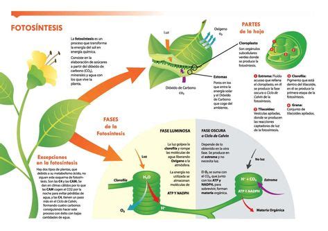 7 mejores imágenes de Fisiología vegetal en 2020 | Enseñanza biología ...