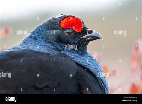 Male Black Grouse Lyrurus Tetrix Stock Photo Alamy