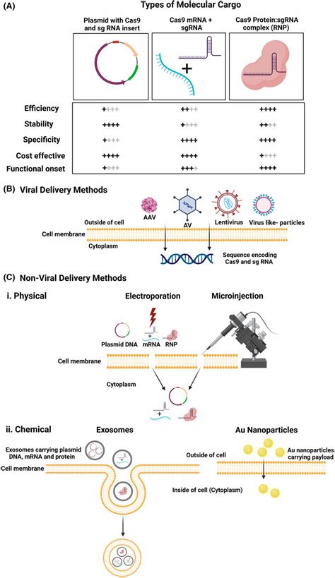 Types Of Molecular Cargos And Different Delivery Methods Used For