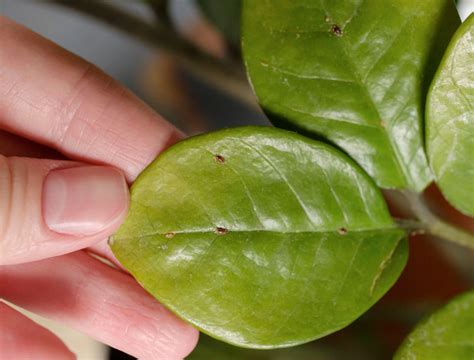 How To Get Rid Of Scale Insects On Your Houseplants Backyard Boss