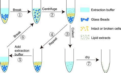 Yeast Lipid Extraction And Analysis By HPTLC BIO PROTOCOL