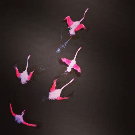 Magali CHESNEL On Instagram Take Off Flamingo Flamantrose