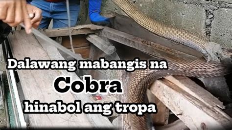 Dalawang Mabangis Na Cobra Hinabol Ang Mga Tropa Tropang Rex Tuklaw