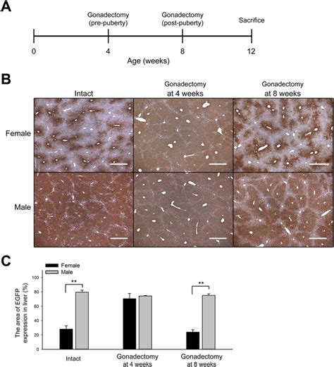 Sex Hormones Are Crucial For The Formation Of The Sexually Dimorphic