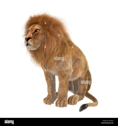 D Rendering Male Lion On White Stock Photo Alamy