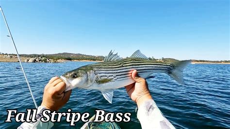 Fall Stripe Bass Fishing New Hogan Lake Youtube