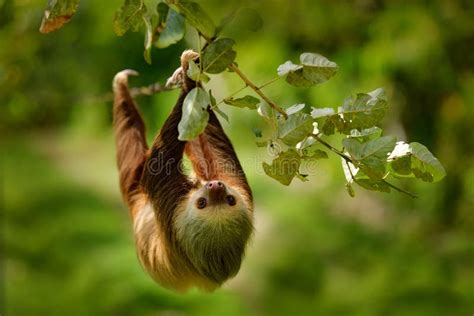 Sloth in Nature Habitat. Beautiful Hoffmanâ€™s Two-toed Sloth ...